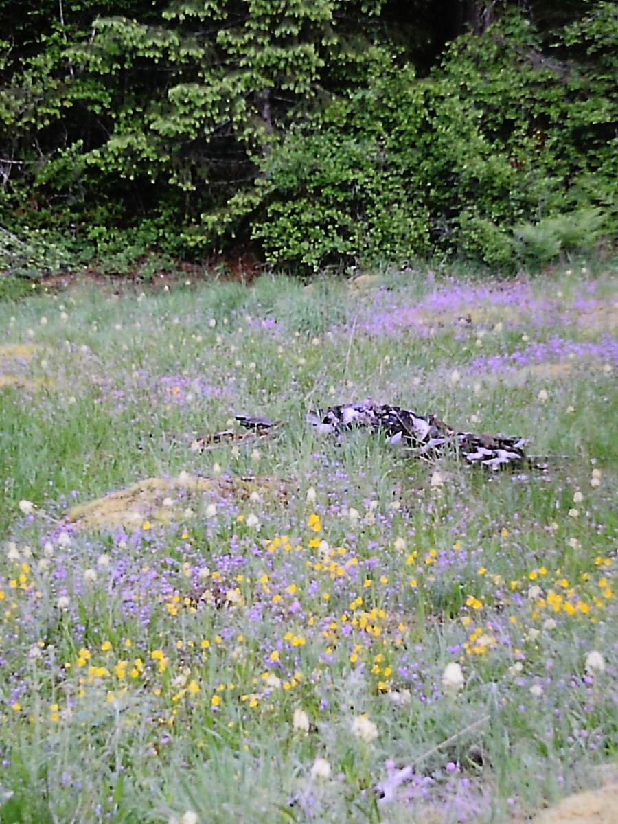Devil’s Den Lake Bluffs&nbsp;Trashed
