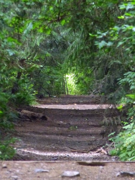 The Future of the Log Train&nbsp;Trail